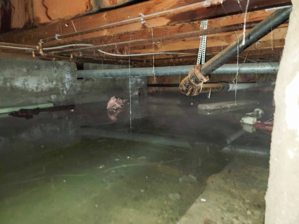 Best Mold removal after water damage  in Edna, TX